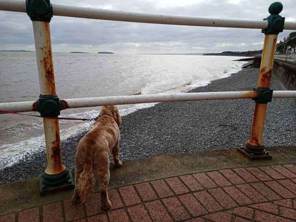 The dog ban at beaches in the Vale of Glamorgan ends today