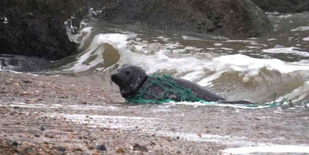 Seal on Felixstowe beach tangled in a fishermen's net  (picture contributed by Ems Wilson)