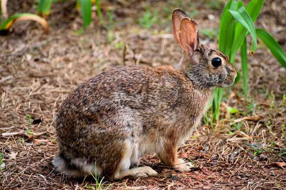 A stock image of a wild rabbit.