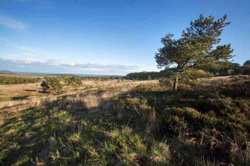 Have your say on suggested improvements to visitor access at East Devon's Pebblebed Heaths. Image courtesy of Pebblebed Heaths Conservation Trust.