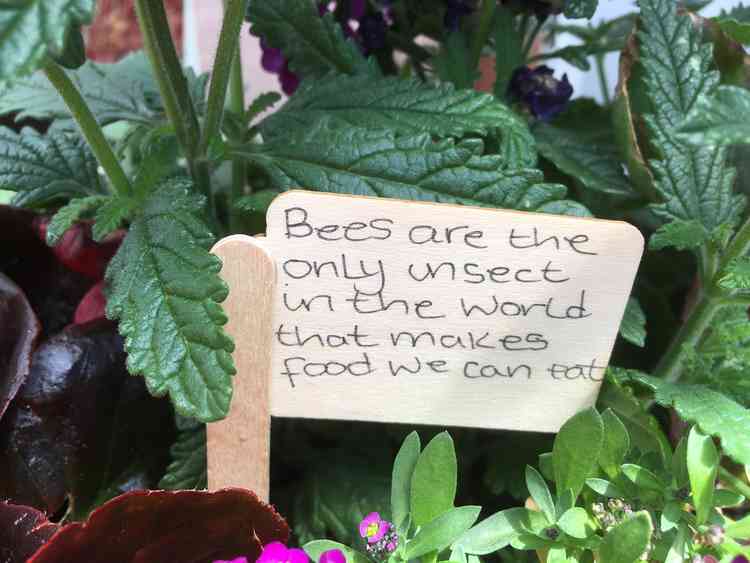 The window boxes were enhanced with models of bees, beehives, beekeepers and bee facts on miniature signposts.