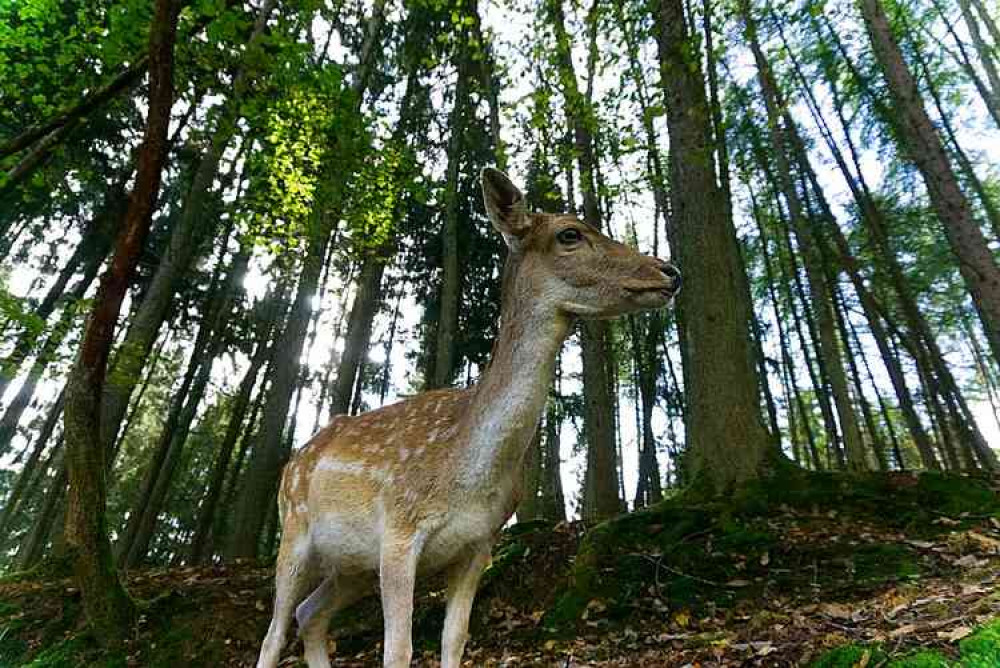 Stock image of a Roe deer fawn. Image courtesy of Distel2610.