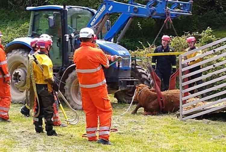 Photos from a recent large animal rescue carried out by a crew from Exmouth