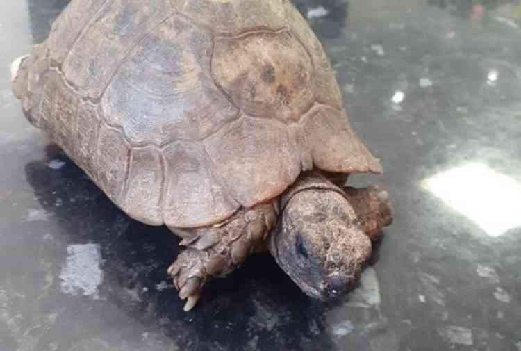 90-year-old Adam is a Hermann's tortoise. Picture courtesy of We Do Reptiles.