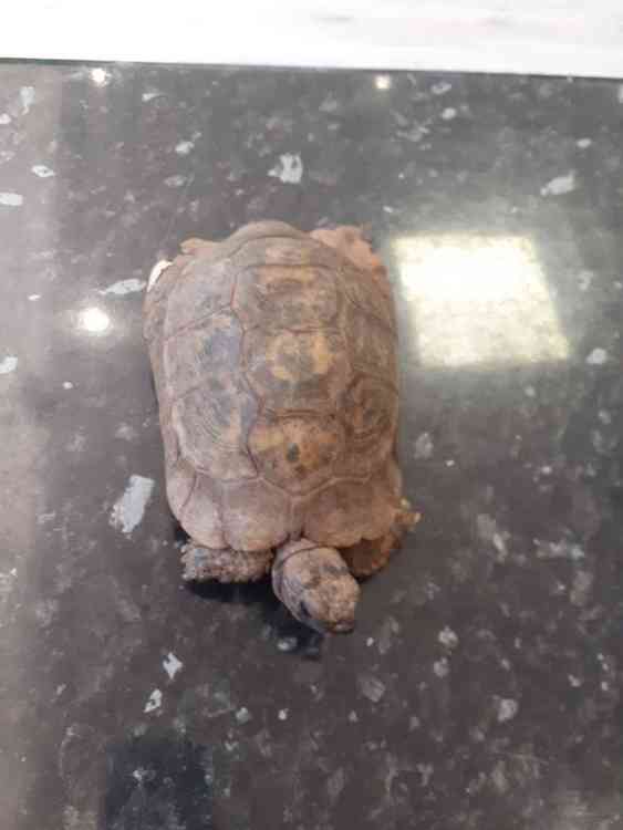 90-year-old Adam is a Hermann's tortoise. Picture courtesy of We Do Reptiles.