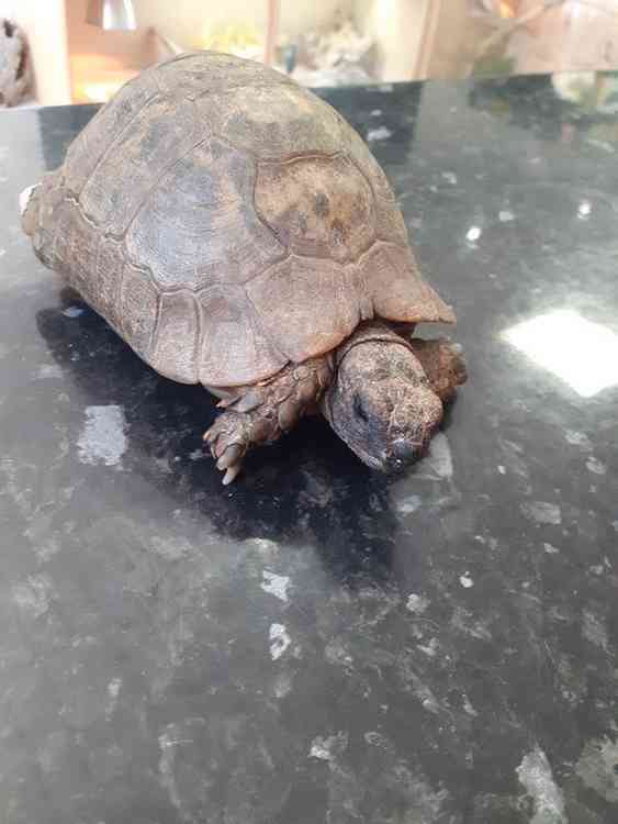 90-year-old Adam is a Hermann's tortoise. Picture courtesy of We Do Reptiles.