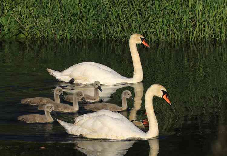 The White Bridge Swans. Picture courtesy of David R White.