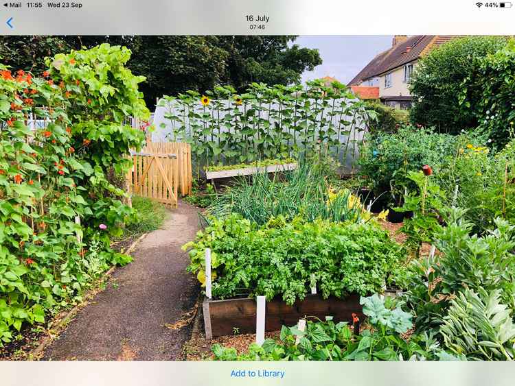 The school vegetable garden.