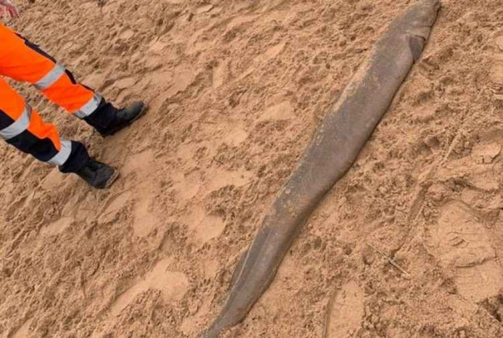 Conger eel on Exmouth breach. Picture by Ottery St Mary police