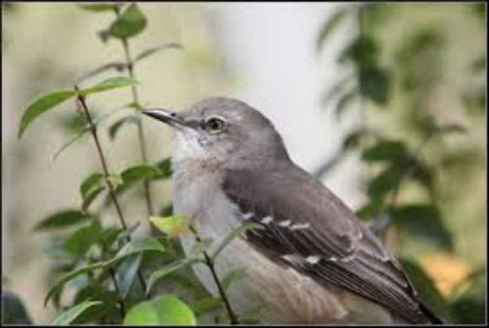 A northern mockingbird. Picture by wikimedia