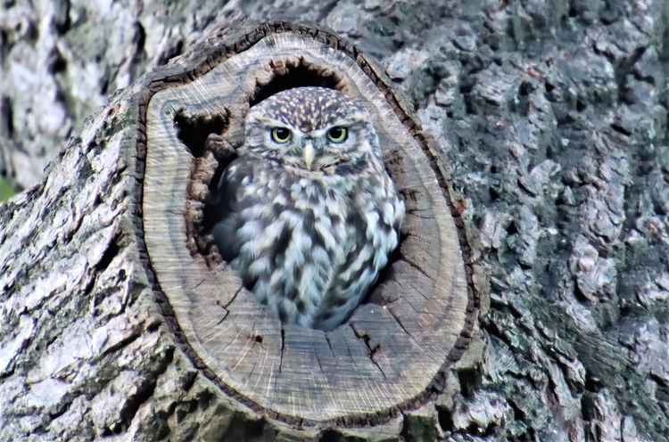 Little Owl (Photographs by kind permission of Daniel Bain).