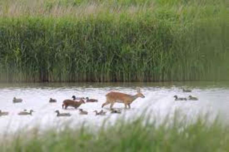 Trimley Marshes