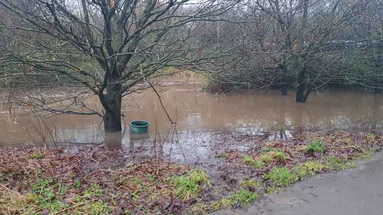 Trees submerged at Bluebell Woods.