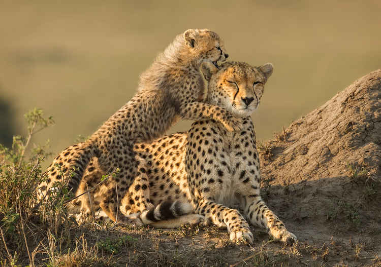 Lockdown League's first winners: Ian Whiston's cheetah cub playing with its mother (nature section).