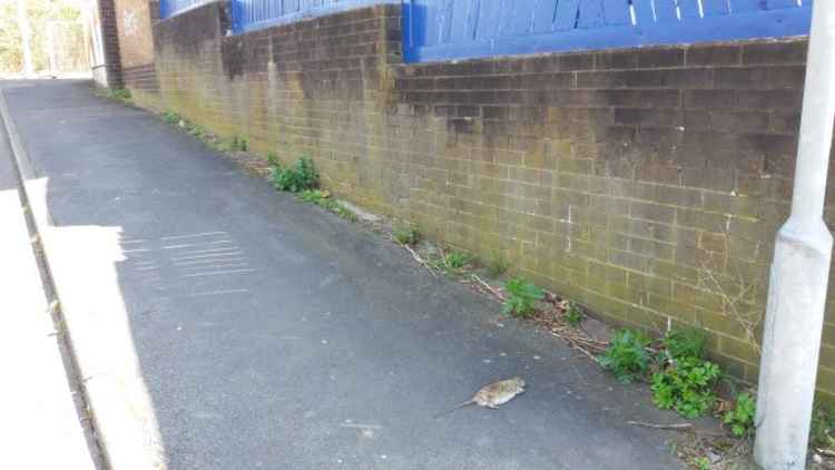 A dead rat left near the main drag adds to a picture of neglect.