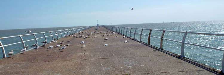 Felixstowe's famous seagulls no doubt discussing what to do this weekend