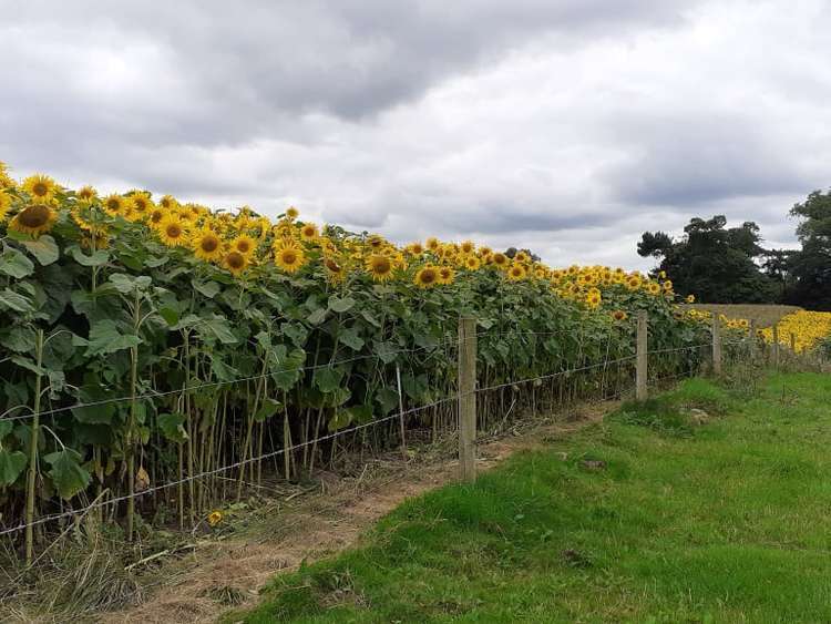 There were over 150,000 sunflowers on the Lewis' Crewe Green farm.