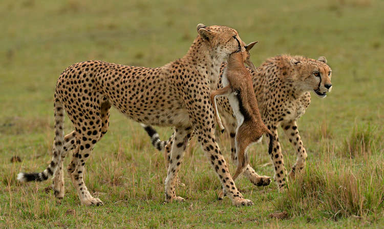 Ian Whiston won the Nature section with Cheetah Carrying Kill