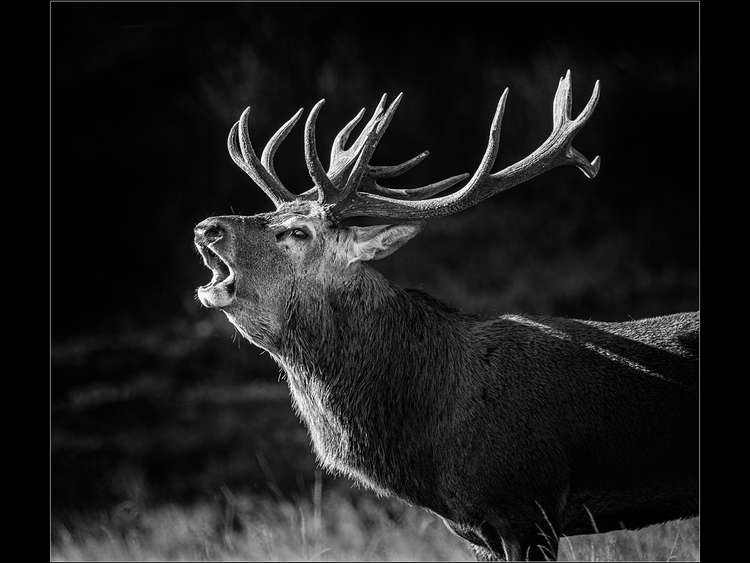 Ray Hill took top marks in the Monochrome section with 'Bellowing Stag'