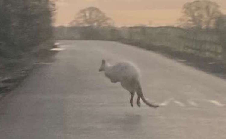 The wallaby was also spotted on Rouncil Lane last week by a teenager on her way to school