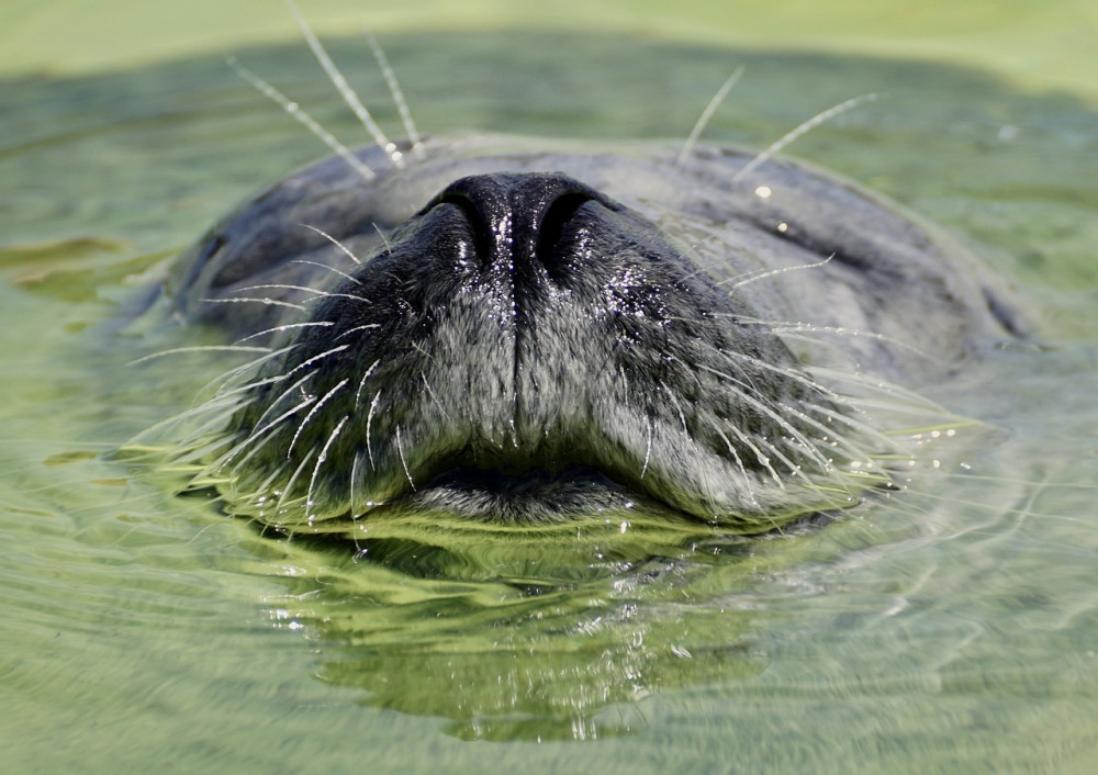 Cornish Seal Sanctuary is aiming to upgrade its current facilities. 