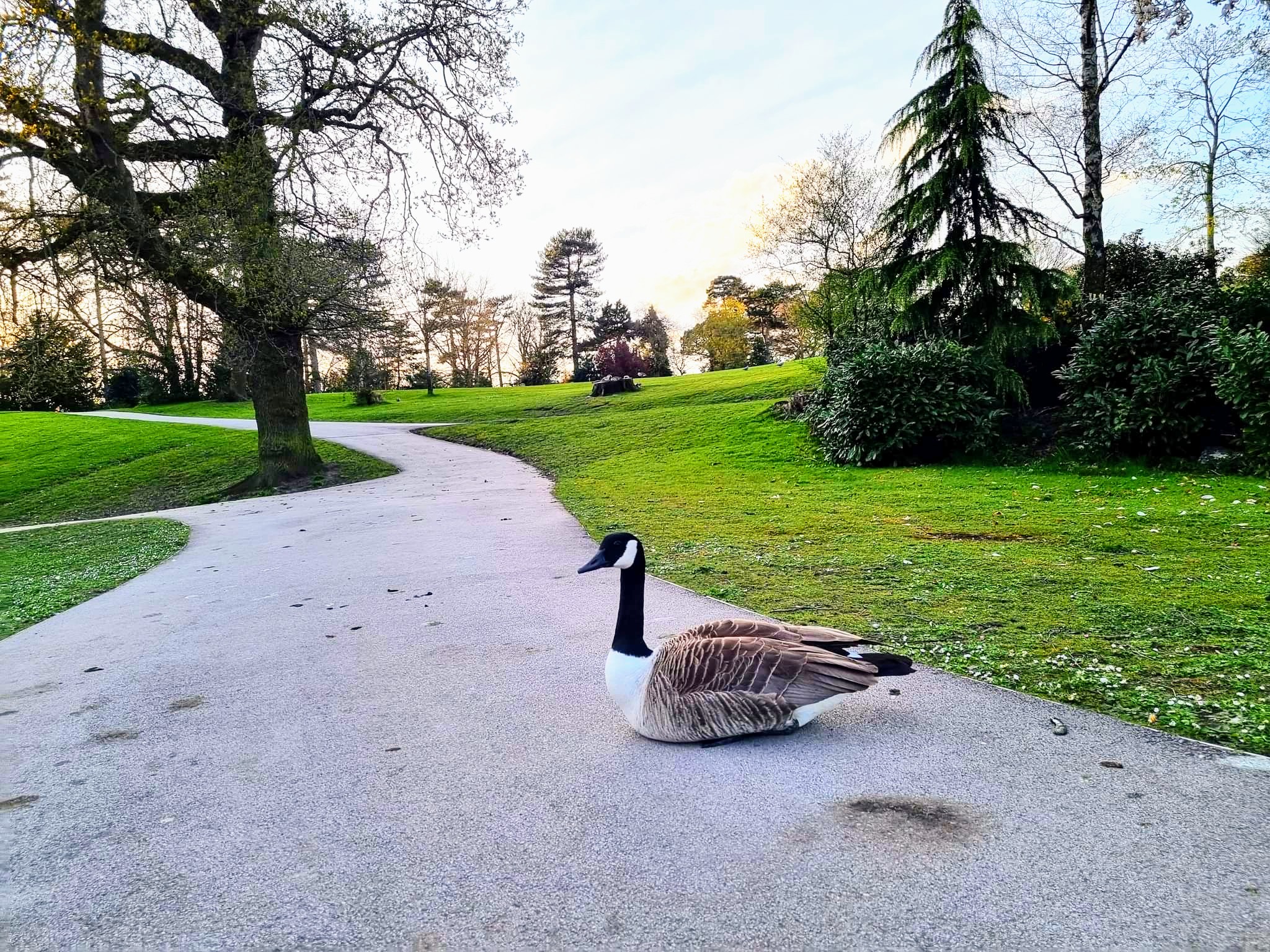 Queens Park was not affected an avian flu scare in the area (Alissa Cook-Gray).