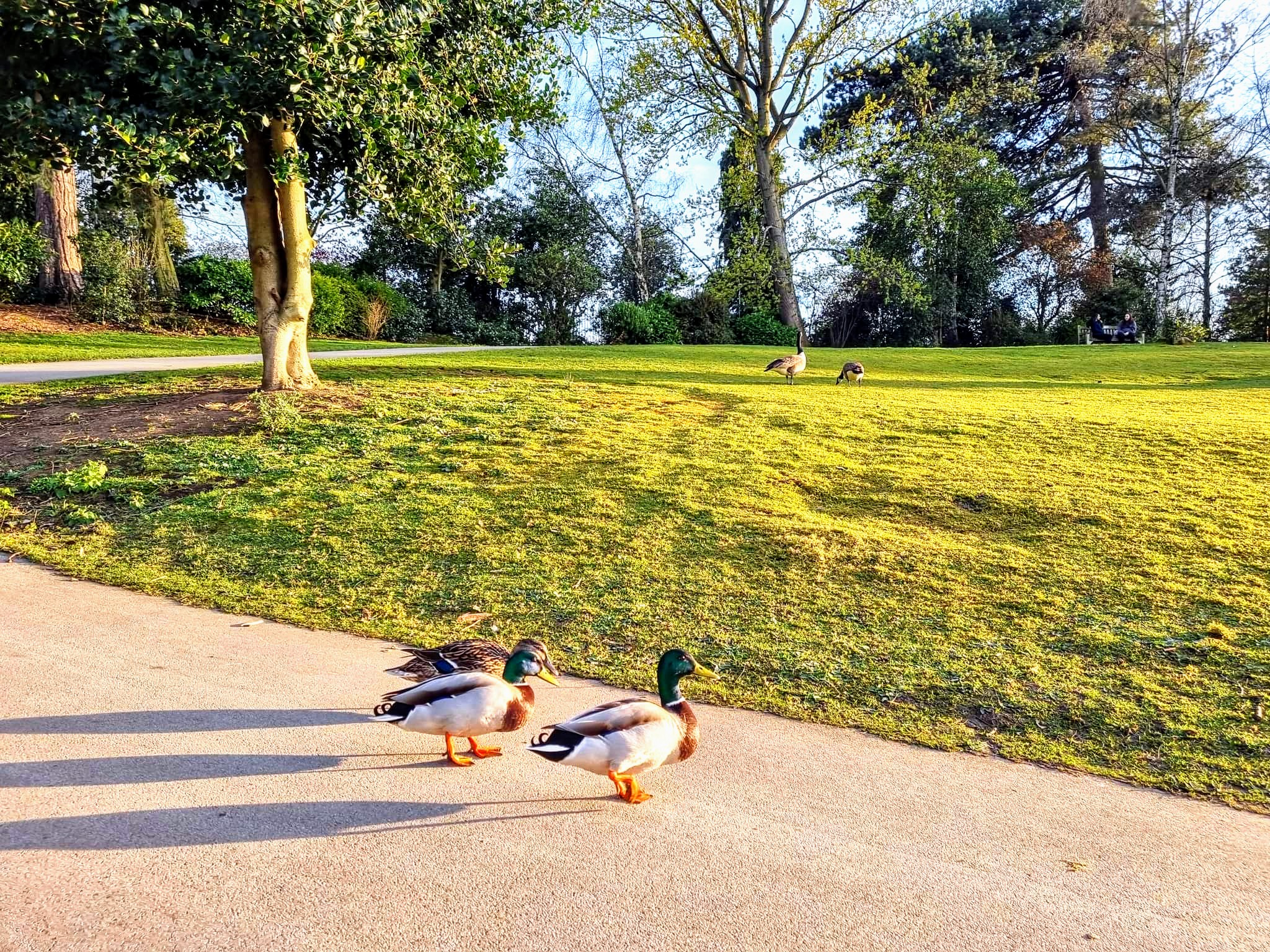 A trio of ducks at Queens Park, Crewe. (Ryan Parker)