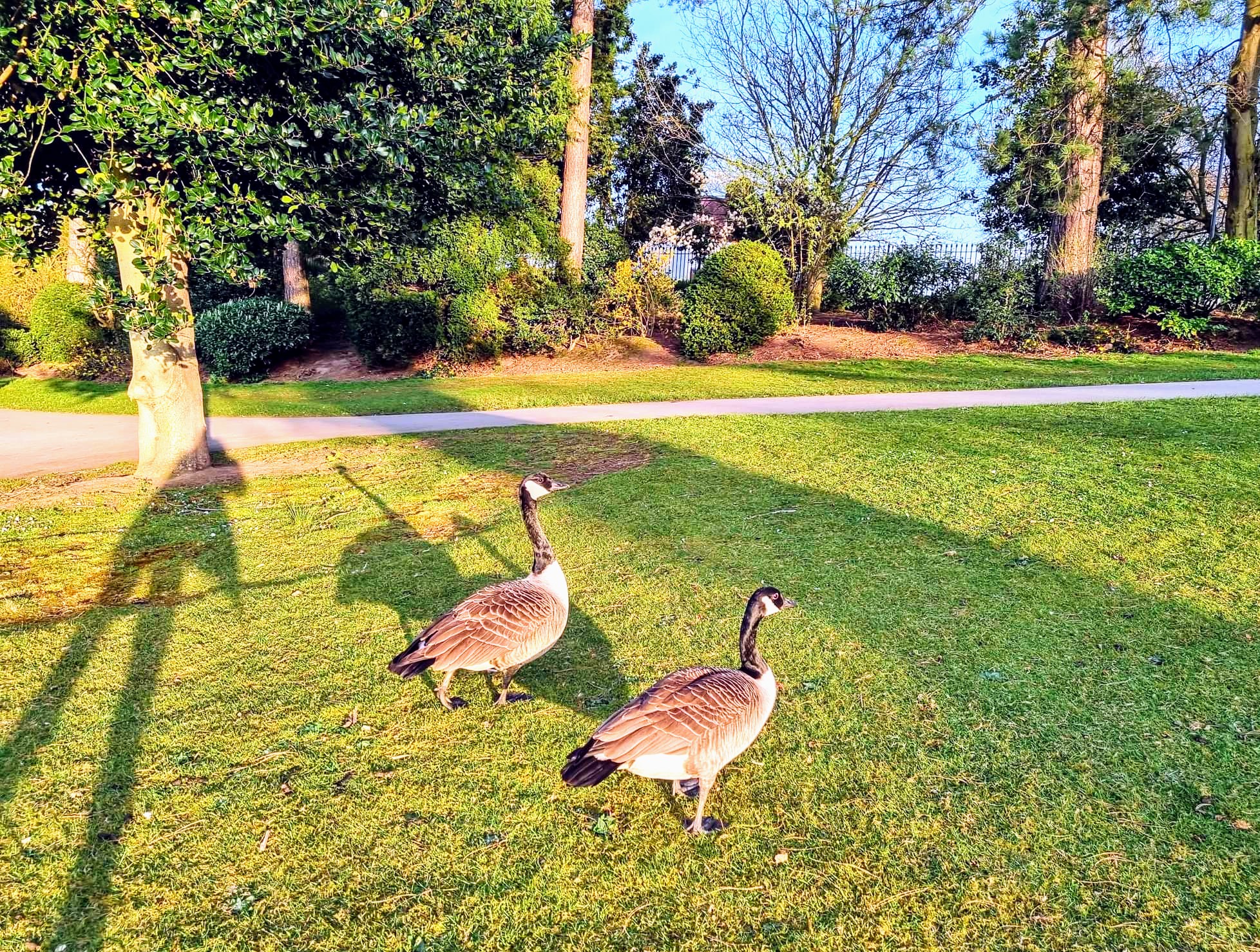 Geese in the spring sunshine at Queens Park, Crewe (Alissa Cook-Gray).