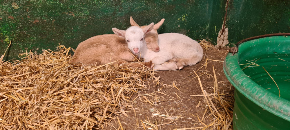 Bambi's new arrivals (credit: Vauxhall City Farm)