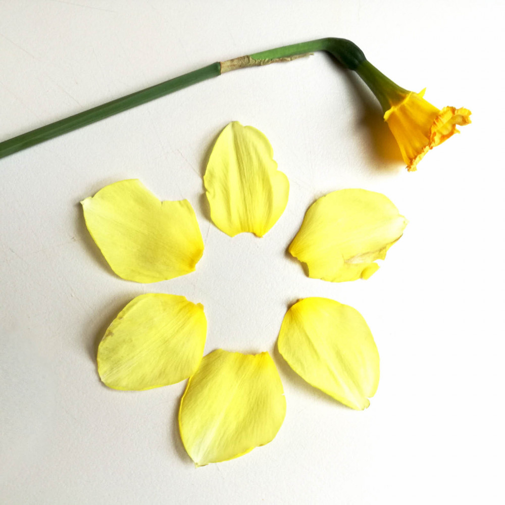 Daffodil crafts are just one of the spring activities at Easter on the Farm