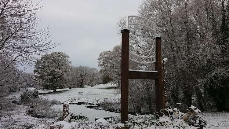 Joey the Swan in Wistaston this morning.