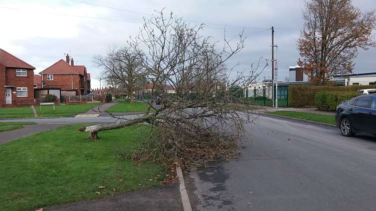 Friday night's storm brought this tree down on Moreton Road.