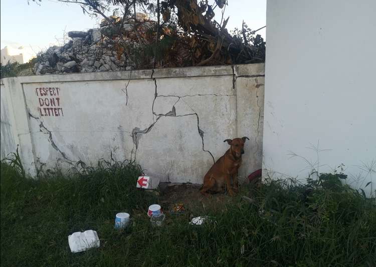 The couple found Morgan living in squalor next to a Caribbean airport.