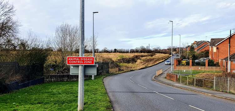 Trees and hedges cut down on Minshull New Road to make way for new road.