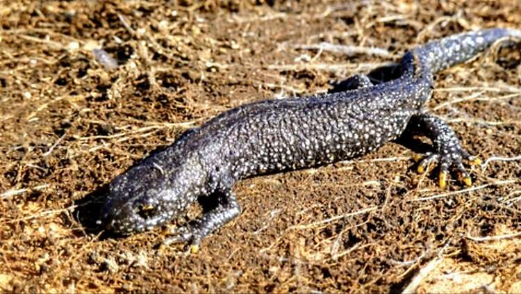 Great Crested Newts are are risk of losing their habitat. (Picture credit: The Wildlife Trusts)