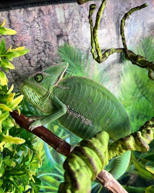 Evolutionary Exotics will soon sell a range of animals, including chameleons. (Evolutionary Exotics)
