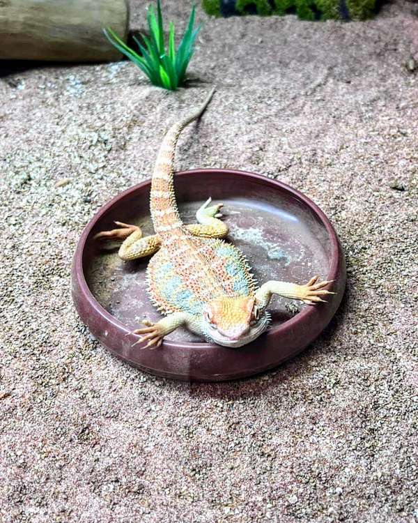 Evolutionary Exotics will sell Bearded Dragons too. Here is male Bearded Dragon thinking he has a hot tub. (Evolutionary Exotics)