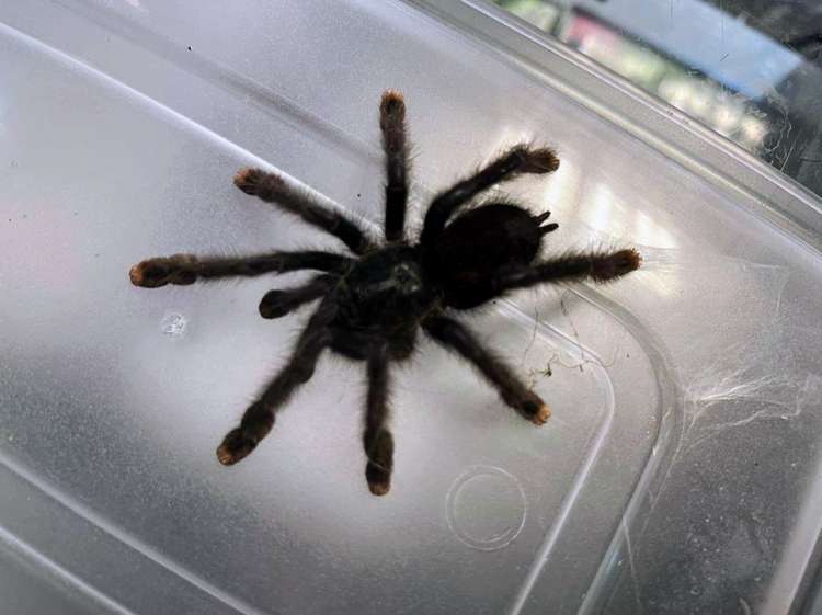 The store currently sells Invertebrate livestock - a Guyana Pink Toe Tarantula. (Evolutionary Exotics)