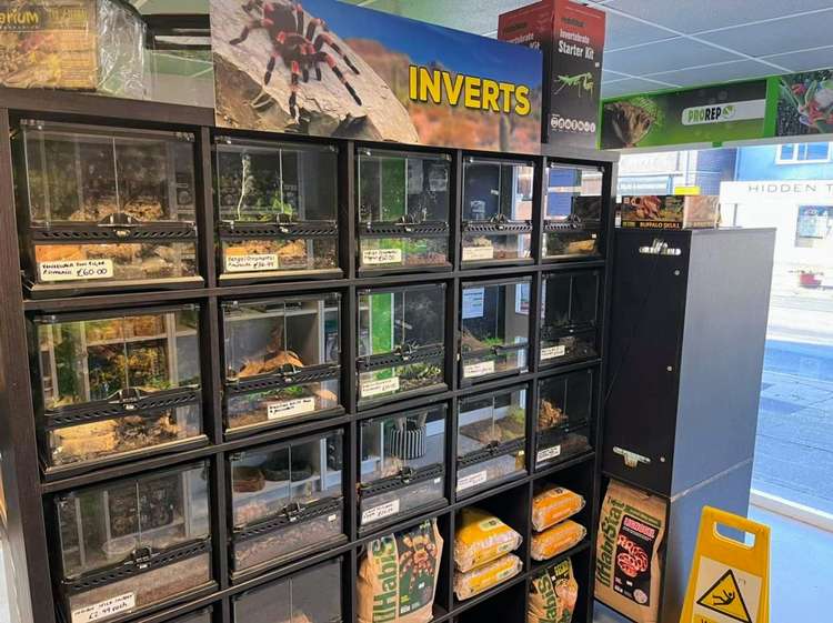 The invertebrate range on sale at Evolutionary Exotics.