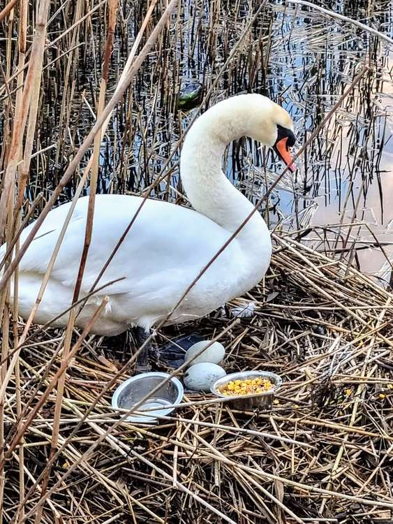 A mother swan protecting her eggs at Nantwich lake. (Picture credit: Alissa Cook-Gray)