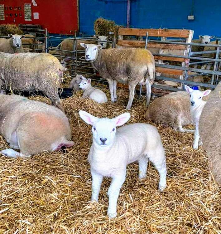 The Star attraction on the opening day were two newborn lambs on the farm - with more to come.