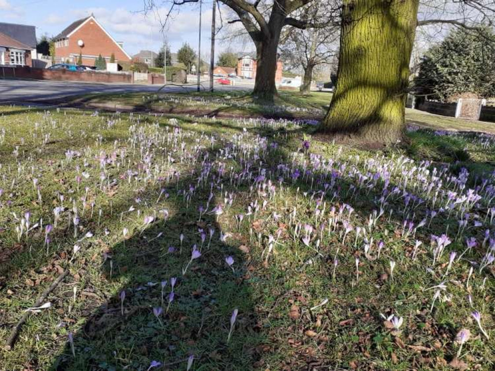 Spring is definitely in the air with crocuses poking through