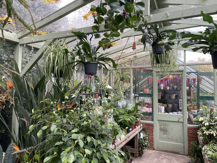 A magical space where clients can purchase indoor and outdoor plants (credit: Lexi Iles)