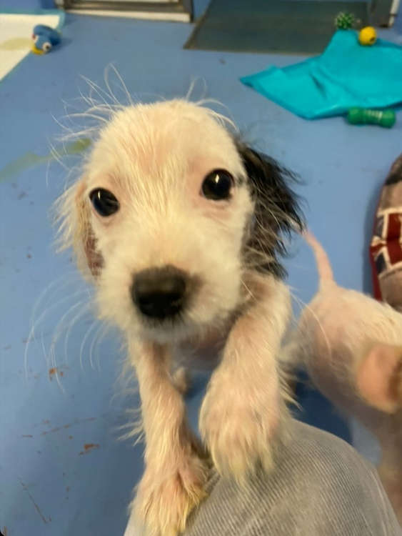 The puppies had been found wandering the streets in a dire condition before being rescued (credit: Simon Galloway)