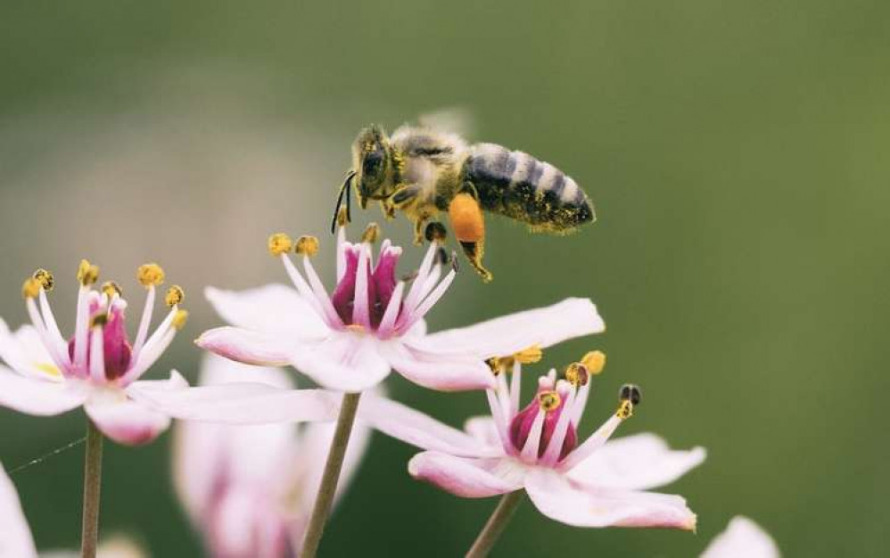 Learn all about bees at this free family friendly event in February (credit: Unsplash)