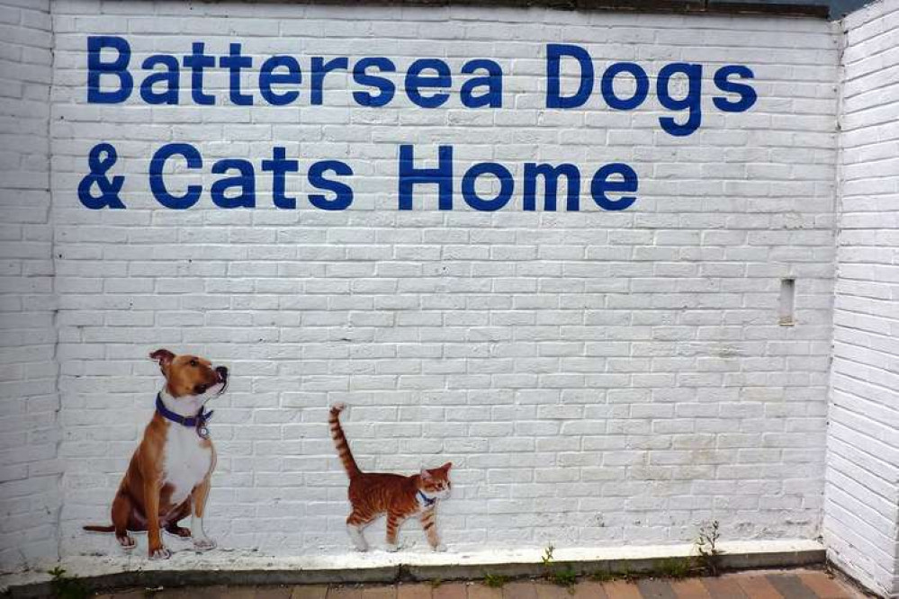 Give a pet in need a loving home at Battersea Dogs & Cats home (credit: Flickr)