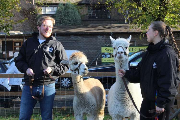 The pair have enjoyed their time in the limelight (credit: Vauxhall City Farm)