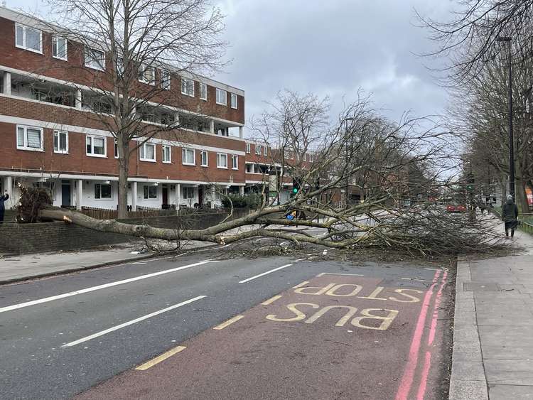 A fallen tree on Battersea Bridge Road (credit: Lexi Iles, Nub News)
