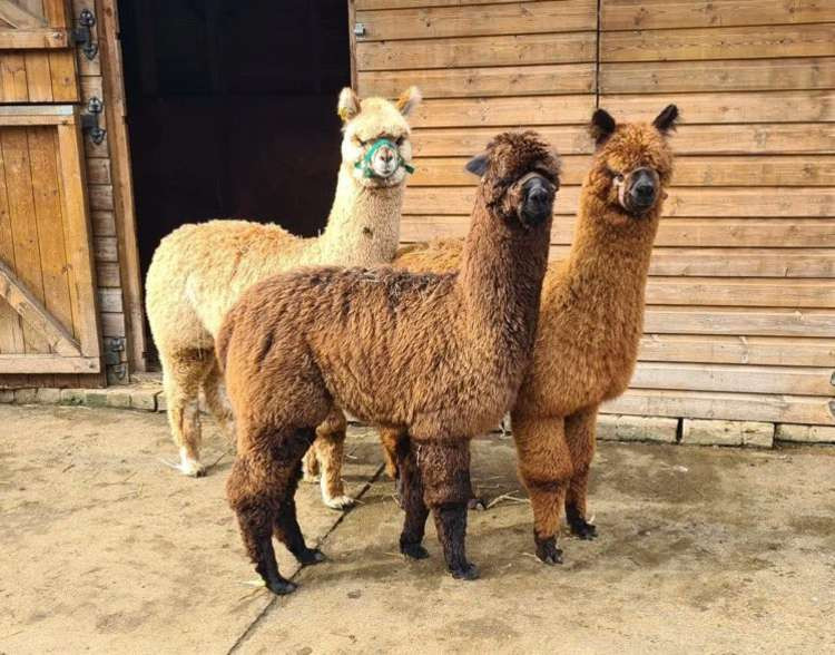 These sweethearts are looking for sweet themed names (credit: Vauxhall City Farm)