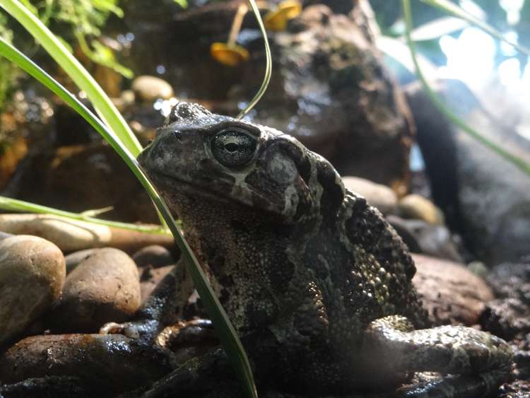 In Richmond a small section of a road has been closed to enable the toads to migrate